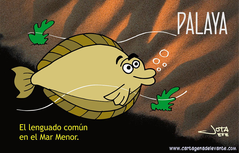 Lenguado común, o solea solea, pero dicho en cartagenero.